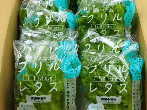 新鮮！！シャキシャキ「フリルレタス」LED光植物工場栽培　1箱10袋（1袋60g程度）入り