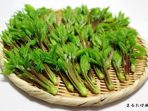 【150g】山菜の女王ついに降臨！手摘み天然のこしあぶら 使い切りサイズ