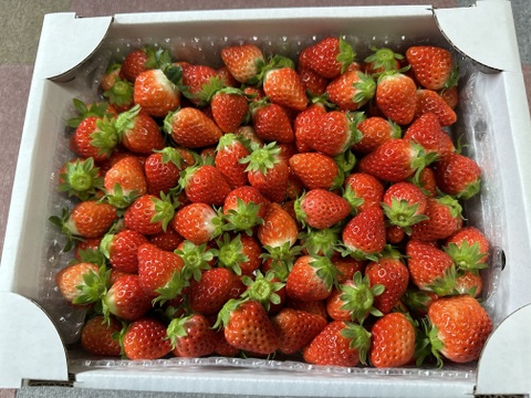 コロコロ小粒いちご詰め合わせ1kg
✳︎品種は私たちにおまかせ下さい（さがほのか・あまえくぼ）