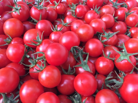 《甘》オーガニック高糖度ミニトマト🍅miuトマト🍅 カツオとコンブで大切に育ててますので甘くて味が濃い‼　１０００ｇ(５００ｇ×２パック)