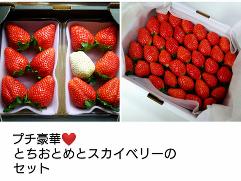 ２セット４箱
プチ豪華なとちおとめとスカイベリーのセット