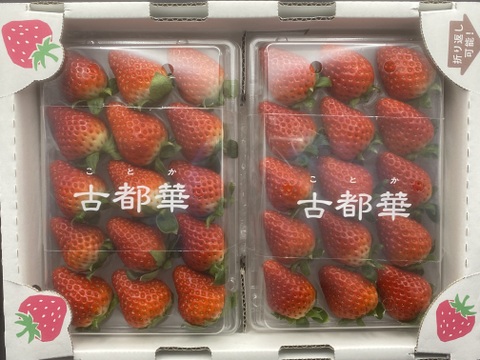 『古都華』奈良を代表するブランドイチゴ、1パック15粒、約270g×２p