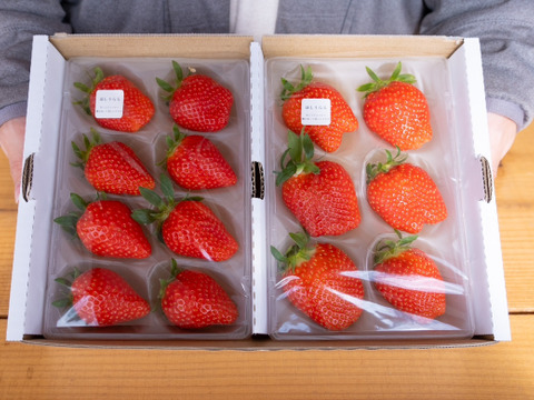 甘くて濃厚！スターナイト4P　お得なご家庭用！　（230g×4p）