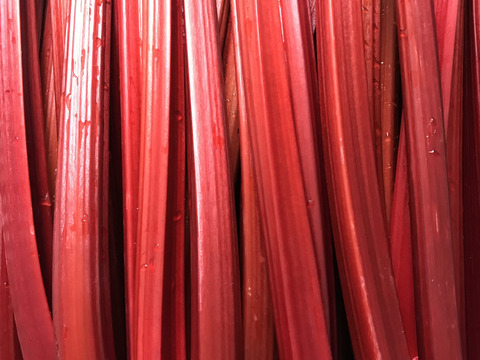 ルバーブ / rhubarb 1kg