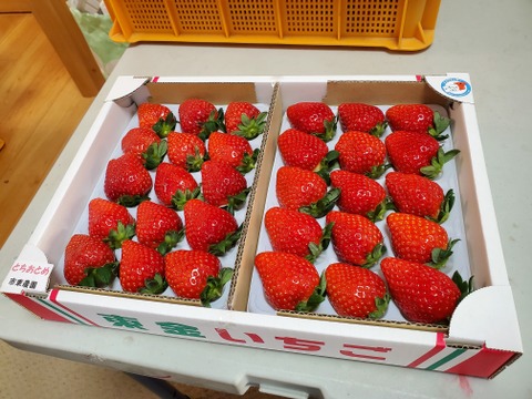 こだわり完熟いちご美味しさ２倍(とちおとめ)(当日発送対応中)