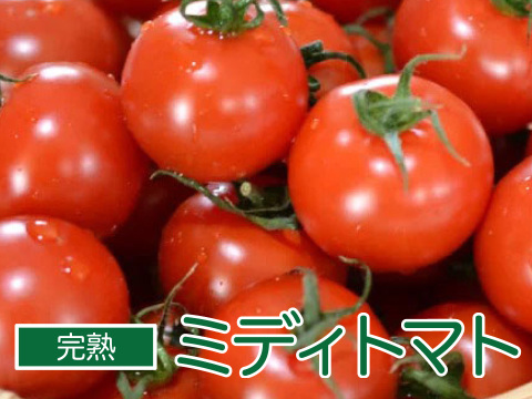 粒が大きく甘いフルーツトマト!ミディトマト（1.5kg箱入り）