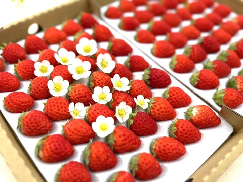 子どもが喜ぶ夏イチゴ☆農園おすすめの超小粒☆(2025年 夏秋お届け)