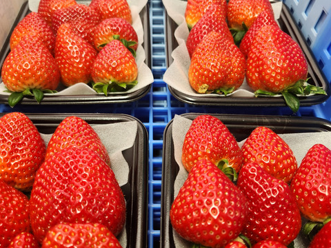 【好評につき延長販売】【3～6種類食べ比べ】全部違う味、甘さ、香り贅沢3～6種類食べ比べセット約150ｇ6パック