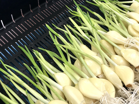 ３０本 ✙ 訳あり１０本！！ロケット発芽にんにく！長期保存レシピ付き！【おすすめの食べ方付き】岐阜県産！！　　スプラウトにんにく