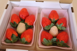 【紅白いちご】
完熟スカイベリー❤️白いちご付き