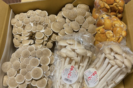【食べ比べ】香り豊かな信州きのこ3種詰め合わせ【栽培期間中農薬不使用】