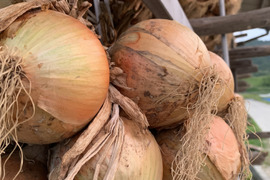 玉ねぎ6kg🅱️🧅淡路島極熟玉葱　シャーロットオニオン　玉ねぎ大国淡路島からのたまねぎ