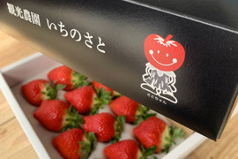【厳選】佐賀の新ブランドいちご🍓『いちごさん』1箱(約460g×2p入)