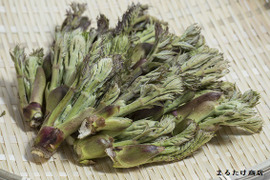 【300g】山菜の王様登場！妙高山の手摘み天然朝採りたらの芽 1番芽のみ厳選出荷いたします