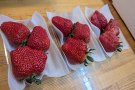 【ギフト最適】特大紅ほっぺ 200g×3p