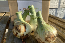 春の訪れ！淡路島の新玉ねぎ『キラ玉クリスタル🧅(5Kg)』【期間限定】