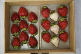 【Premium Strawberry Selection】
特選よつぼしと紅白set 290g×2p