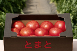 【北海道産】🍅樹上熟3段採り🍅桃太郎トマト4kg（2kg箱× 2） 〈訳あり〉