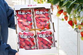 【静岡県産いちご】紅ほっぺ　ＤＸ　280g×8パック