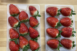 訳あり　ならあかり　古都華　食べ比べセット　奈良県　お得パック