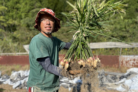 R6【四万十 町産】R6.11月収穫500グラム（洗い生姜、土佐一 生姜）
