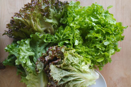 【有機JAS】朝採りレタスMix１kg（品種とりまぜ4～6種類！）