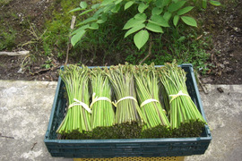 【予約販売】朝採りワラビを当日出荷！山菜　山形小国産新鮮わらび　1kg
