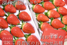 茨城いちごグランプリ3年連続受賞！　いちご農家おすすめの旬のいちご【デラックス】オリジナルブランド苺（いちご・イチゴ）