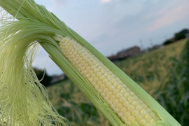 🌽美白のヤングコーン 【 ２０本 】トウモロコシ王子👑が作った『美白の甘姫』💖朝採り新鮮をお届け致します💫 先着順！売り切れ次第終了‼️ご予約お早めに🤩