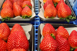 【ななか】金曜日のいちご  金曜日に食べると疲れが取れる味の濃いいちご約200ｇ2パック