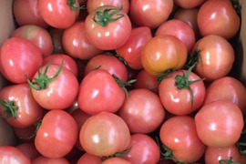今作臨時販売！大玉トマト（小ぶり）6K。超お買い得！
