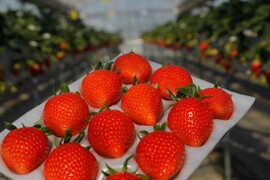 令和4年度 農林水産大臣賞受賞！贈答用いちご化粧箱入り　品種お任せパック（約400g）どの品種が届くかはお楽しみ♪