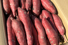 低温熟成保管‼茨城県産紅はるかSサイズ５㎏　さつまいも　サツマイモ
