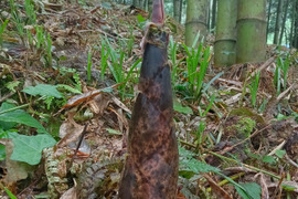 真竹(まだけ)のタケノコ２kg、朝取り !   柔らかくて、エグ味が少ない。５０年以上農薬・化学肥料を未使用。自然に任せた栽培のため期日指定不可。予約順に発送。発送日に連絡。