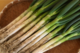 旬の味！！！深谷蜜ねぎ（2.5kg）