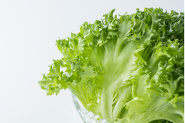 【80％以上がリピート注文】健康野菜村　≪フリルレタス6個≫【熨斗付き】温かい料理にも！