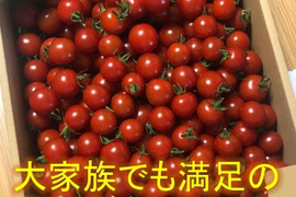 トマト好きが、恋をする。　3000ｇ　金赤トマト　ﾐﾆﾄﾏﾄ