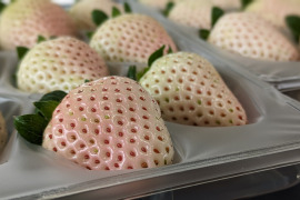 ほんのりピンクの白いちご「ゆきざくら」　８～１１玉入り約２７０g　【化粧箱でお届けします】