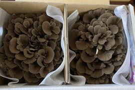 【ときどきオマケつき！】濃厚味わい！苦み少ない「びっくり舞茸」2株(1株 650g以上)