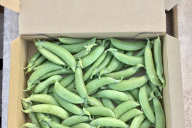 【鹿児島産】甘塩スナップエンドウ箱込み500g^_^