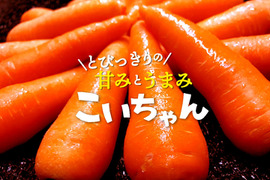 【大好評！】とびっきりの甘みとうまみ！濃厚なにんじん「こいちゃん」（訳あり！加工用約3kg）