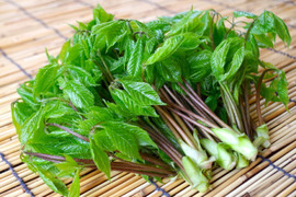 《予約受付》採れたて山菜天然こしあぶら 500g 天ぷら・混ぜごはん等で