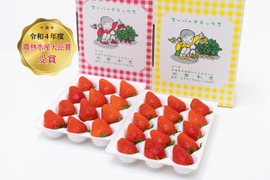 令和4年度 農林水産大臣賞受賞！贈答用化粧箱入りいちご2品種食べ比べセット（約800g）【いちご食べ比べ】