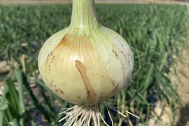 新玉ねぎ5kg🧅シャーロットオニオン　淡路島極熟玉葱　今が旬‼️ 特別栽培農産物