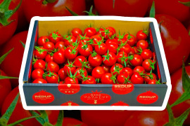 【塩トマトのようなフルーツトマト】ソムリエミニトマト　ダイヤ
箱込み１.５ｋｇ（７５玉～９０玉）