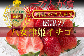 【ミシュラン御用達】🍓やみつきリピーター続出🍓累計数十万人が虜になる実力糖度『八女津姫ブランドいちご』大容量パッケージ3月下旬ごろ発送