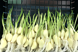 期間限定！！  ロケット発芽にんにく30本+おまけ訳あり5本で920円のお得なセット！！　　　スプラウトにんにく