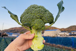 【無くなり次第終了！】クリア🥦