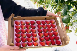 【静岡県産いちご】紅ほっぺ　Lサイズ　300g×2パック　ケーキ作りに最適！