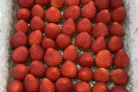  【希少あまりん】小粒たっぷり１Kg 朝採れ🍓